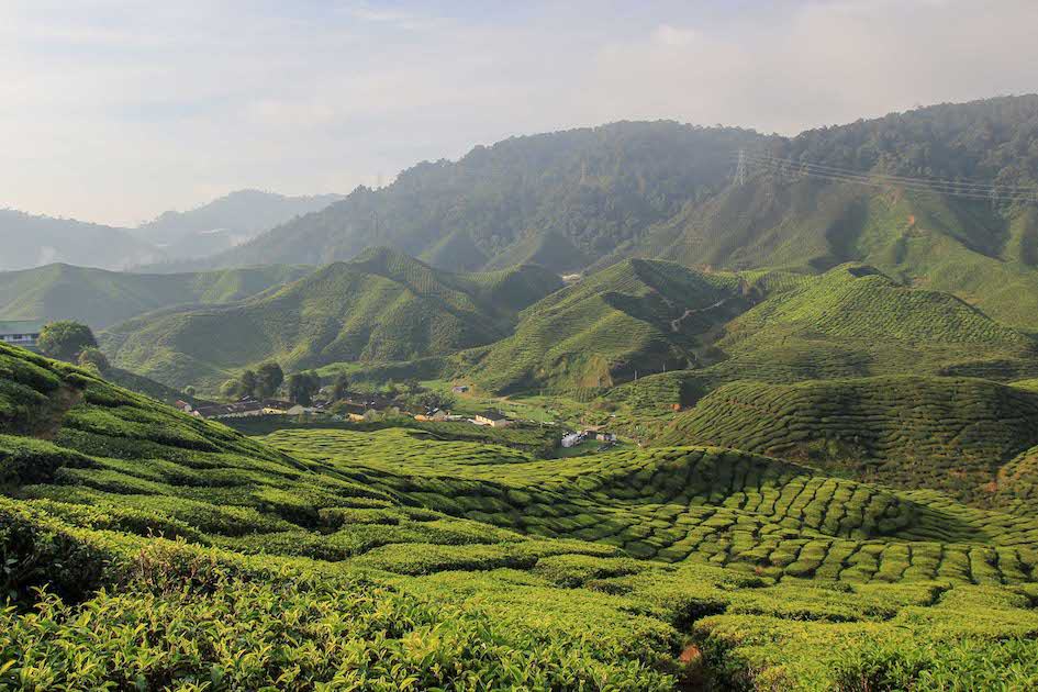 Cameron Highlands in Malaysia