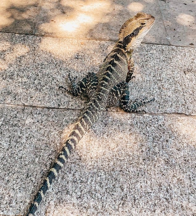 Big lizard on the ground