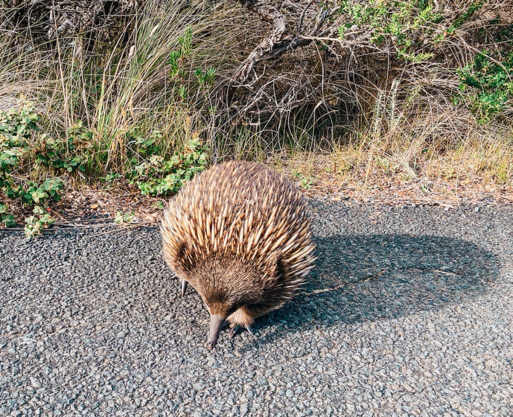 Echidna on the path next to a bush in Australia