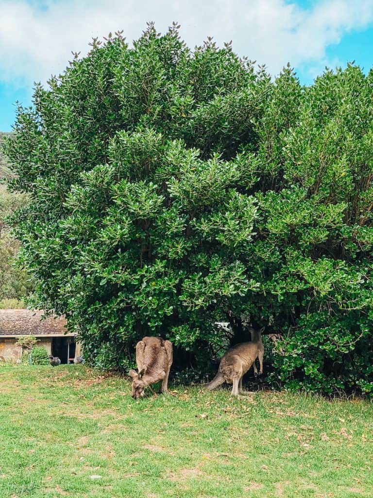 Two kangaroos in front of a bush