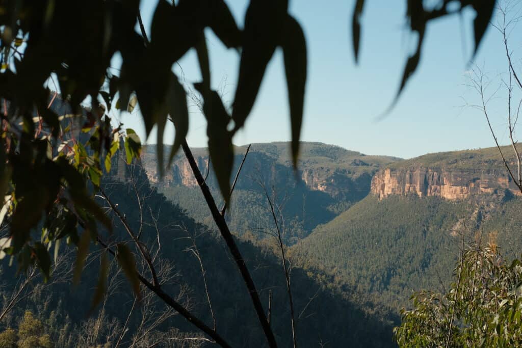 A few leaves in front and a mountain range in the back