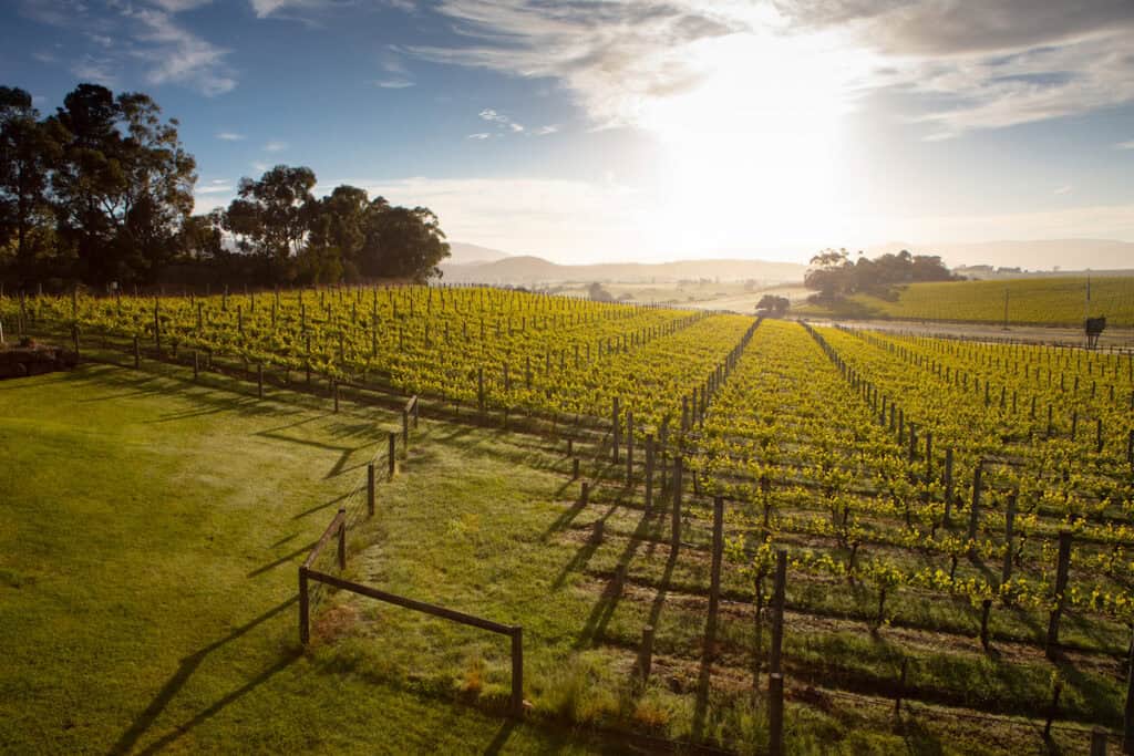 A valley full with wine in Yarra Valley near Melbourne