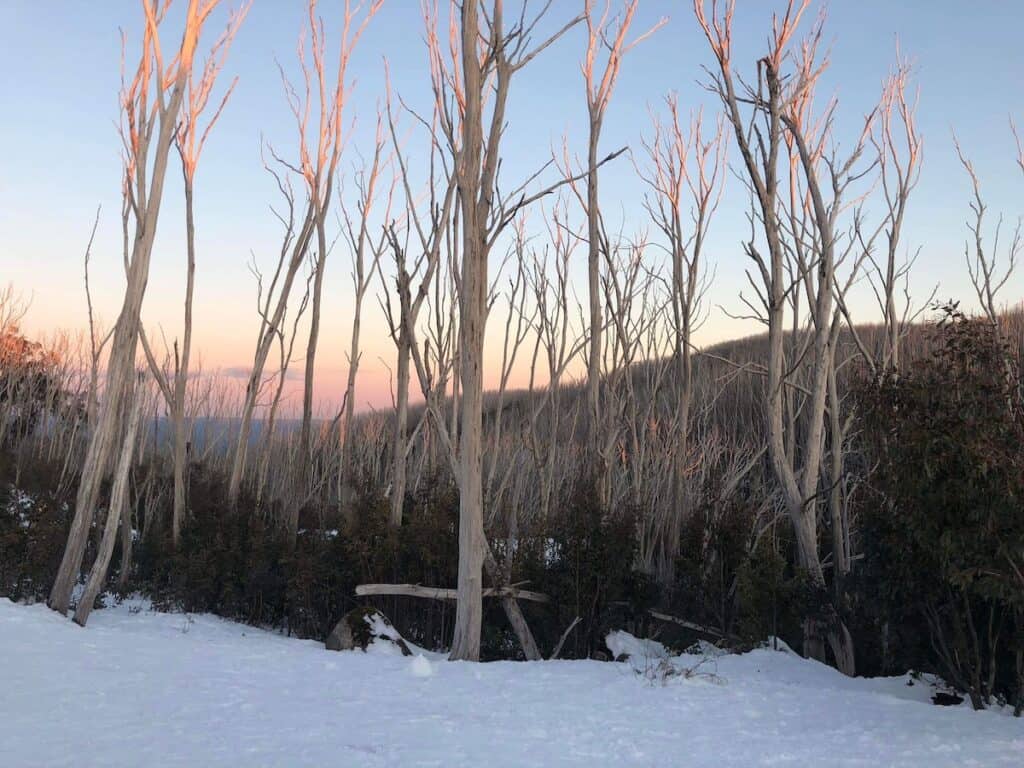 A few trees in a snowy landscape