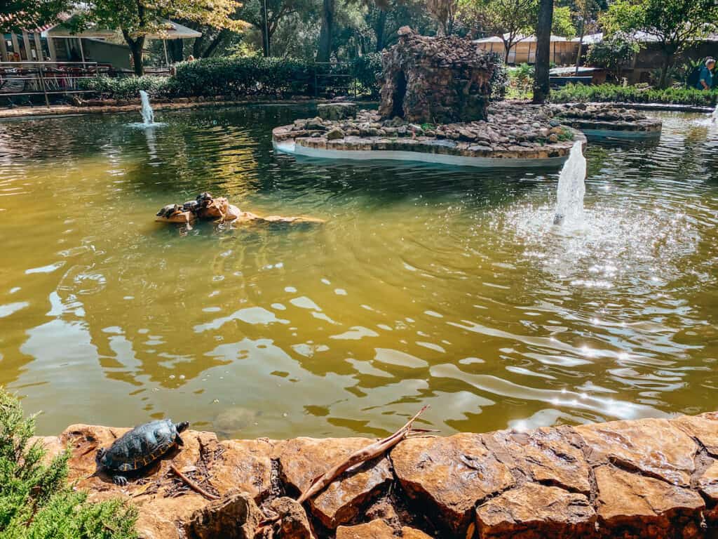 A tortoise sunbathing in the sun at the edge of a pool in a park