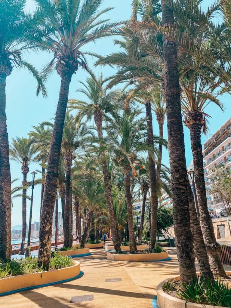 A sunny pathway lined with tall palm trees in Benidorm, Spain. The walkway is bordered by circular planters filled with greenery, leading towards a view of modern buildings in the background. This serene spot is one of the things to do in Benidorm for a relaxing stroll.