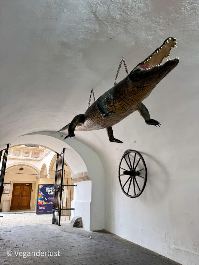 A large, taxidermy-style crocodile known as the "Brno Dragon" hangs from chains in a vaulted white hallway. This quirky local legend is displayed near the entrance to the Old Town Hall.
