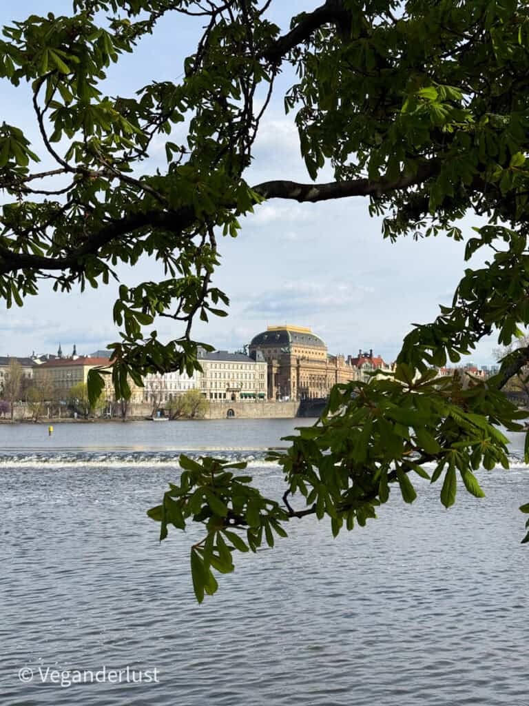 A scenic view of Prague’s National Theatre framed by leafy green tree branches across the Vltava River. The calm water and soft daylight create a peaceful, postcard-worthy moment.