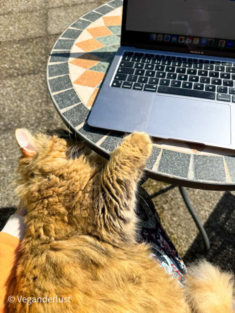 Fluffy orange cat lounging on a person’s lap outdoors with one paw resting on a small mosaic bistro table beside an open MacBook Air. Bright sunlight highlights the cat’s thick fur while the laptop sits partially open on the patterned tabletop. The scene captures a cozy outdoor work moment with a relaxed cat companion.