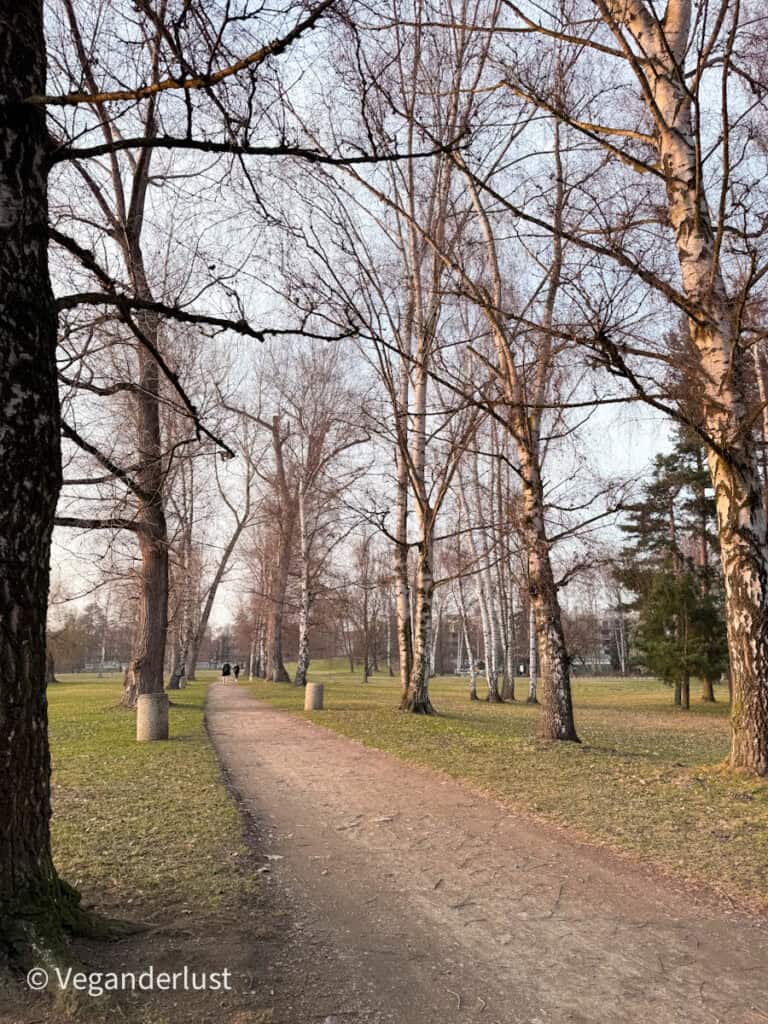 Tree lined walking path through a quiet park in České Budějovice with bare branches arching over a dirt trail. People stroll along the path across open grassy lawns during a peaceful afternoon.