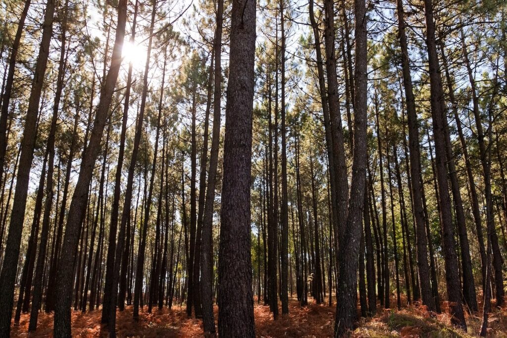 Sunlight filters through tall, straight pine trees in a dense forest, casting long shadows across a ground covered in brown pine needles and low foliage.